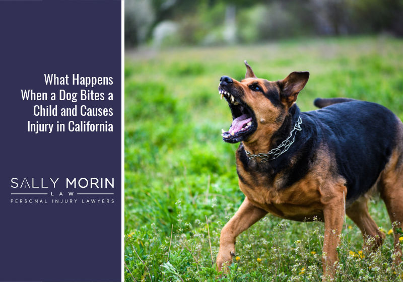 What Happens When a Dog Bites a Child and Causes Injury in California