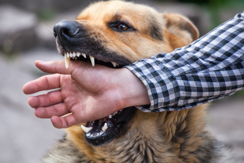 San Jose Dog Bite? Here's What to Do to Get the Most Money